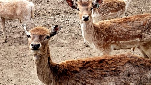 Close-up of deers staring