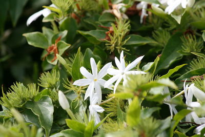 Close-up of plants