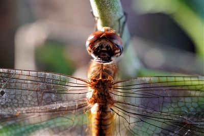 Close-up of dragonfly on plant