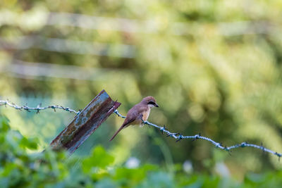 Close-up of bird perching on branch