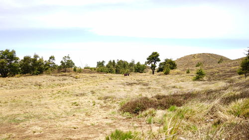 Trees on field against sky