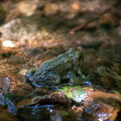 Close-up of an american toad on a green leaf by a flowing creek.