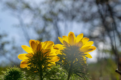 Close-up of yellow flowering plants on field