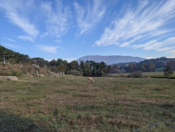 View of sheep on field against sky