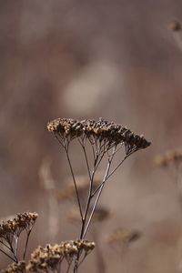 Close-up of dried plant