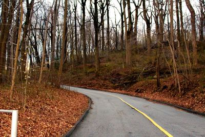 Road passing through forest