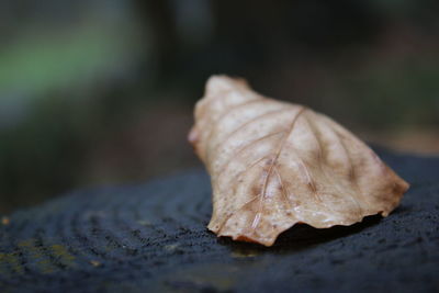 Close-up of leaves against blurred background