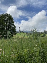 Crops growing on field against sky