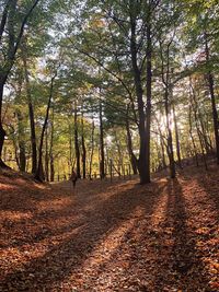 Trees in forest during autumn