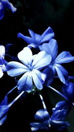 Close-up of purple flower blooming against blue sky