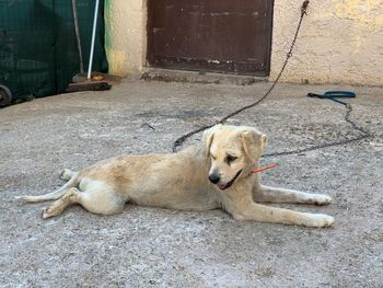 High angle view of a dog sleeping