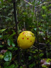 Close-up of fruits hanging on tree