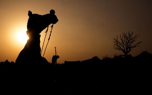 Silhouette of a camel during the afternoon light in pushkar, rajasthan, india.