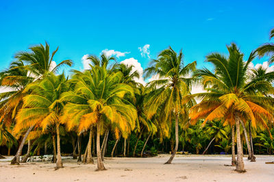 Palm trees growing on sea shore at beach against blue sky