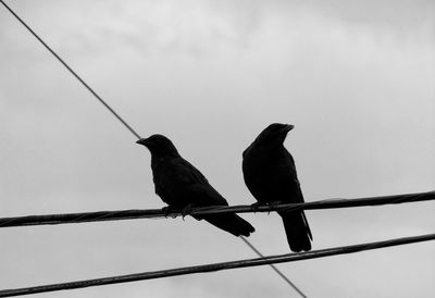 Low angle view of bird perching on wall