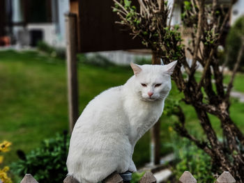 Portrait of white cat on plant in yard