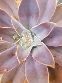 Close-up of flower