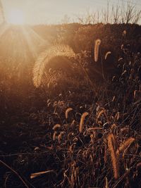 Close-up of grass on field against sky
