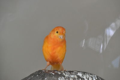 Close-up of parrot perching