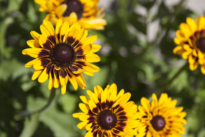 Close-up of yellow sunflower