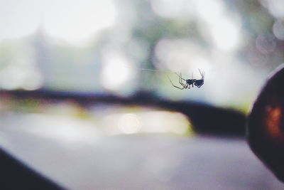 Close-up of insect
