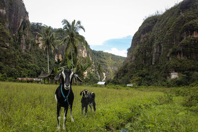 Horses in a field