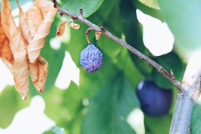 Close-up of berries growing on tree