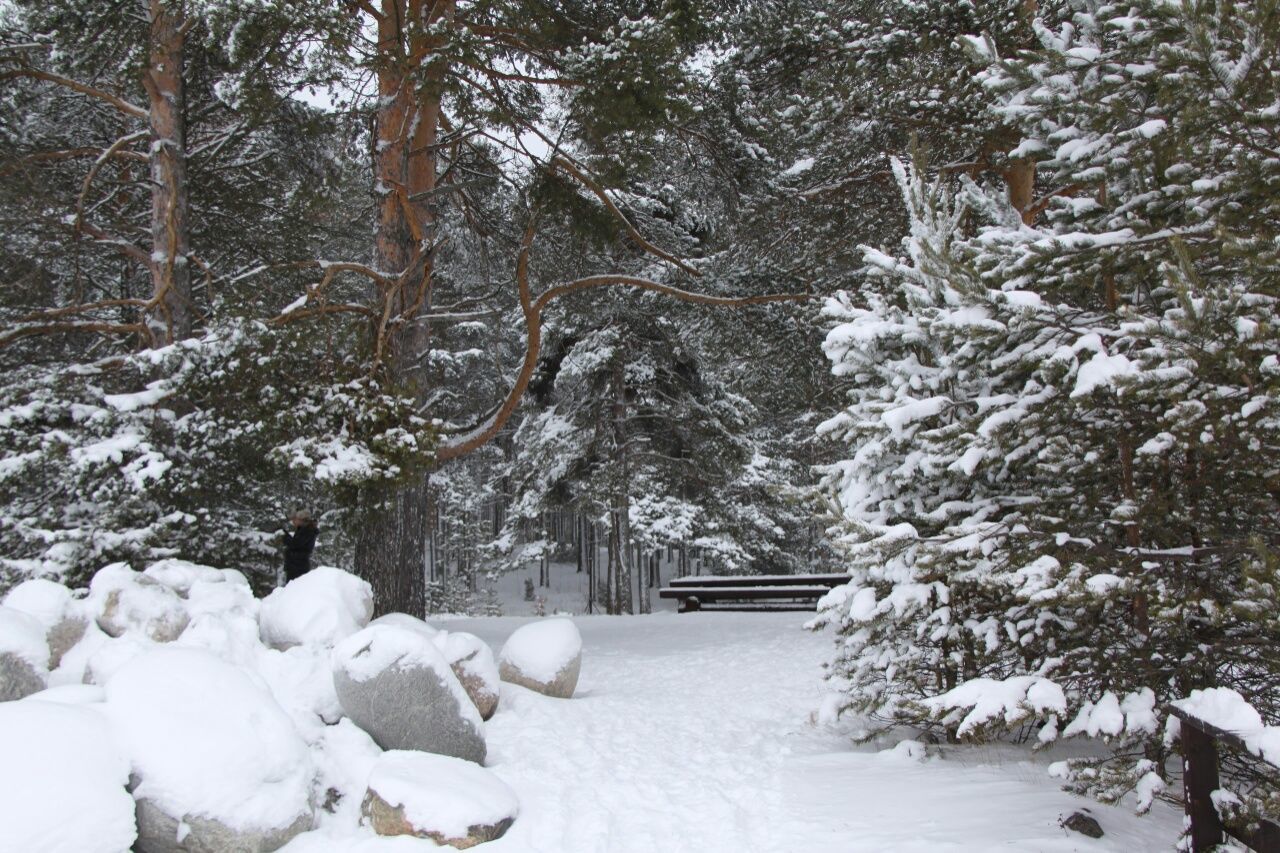 snow, winter, cold temperature, season, tree, weather, covering, white color, nature, frozen, covered, tranquility, tranquil scene, beauty in nature, snow covered, landscape, white, outdoors, branch, scenics