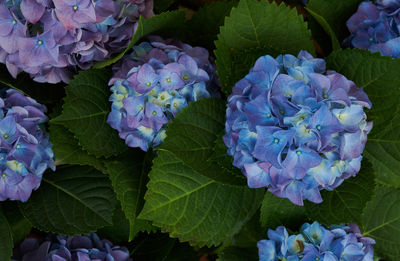 Close-up of purple hydrangea flowers