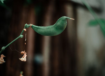 Close-up of plant