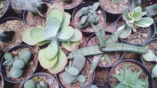 High angle view of succulent plant