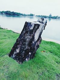 Close-up of tree in lake