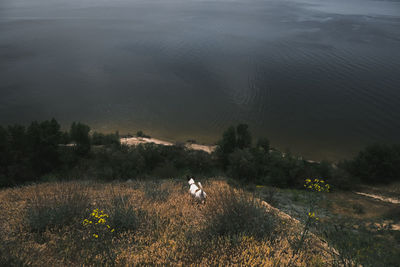 High angle view of ducks on shore