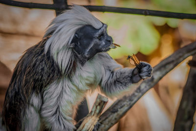 Close-up of a primate while rating ant