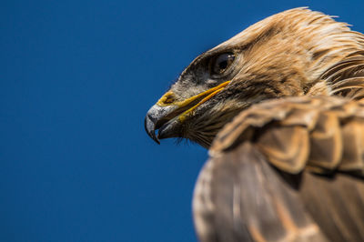 Detail shot of an eagle