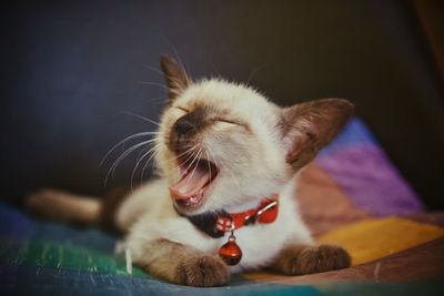 Close-up of a cat with eyes closed