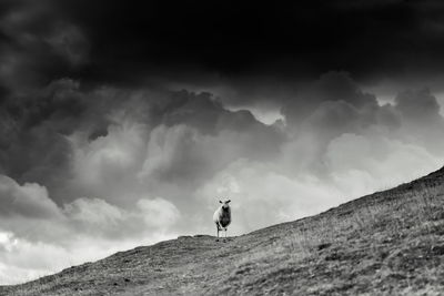 Sheep standing on mountain against sky