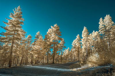 Trees on snow covered landscape