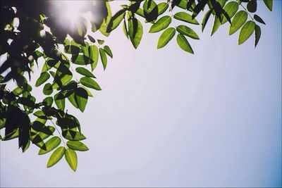 Low angle view of tree