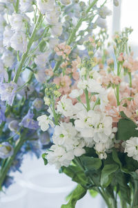 Close-up of white flowering plant