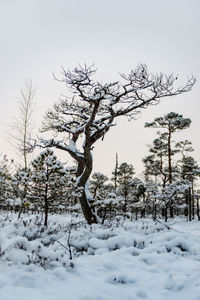 Bare trees on snow covered landscape against sky