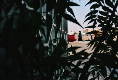 Close-up of plants growing against road