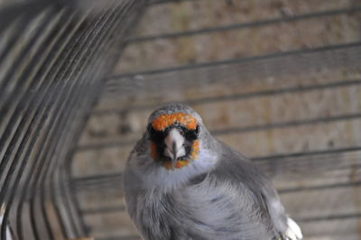 High angle view of bird on wall