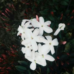 Close-up of white flowers