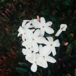 Close-up of white flowers