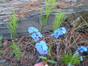 Close-up of flowers growing on field