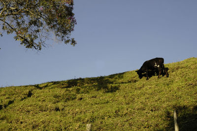 Grassy field against cloudy sky