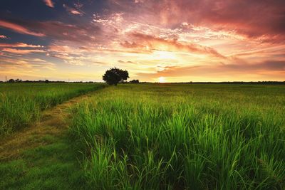 Scenic view of field against sky during sunset