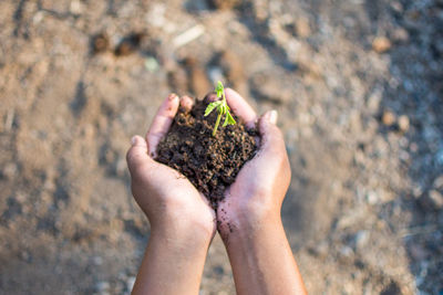 High angle view of woman hand holding plant