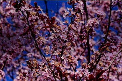 Low angle view of cherry blossom